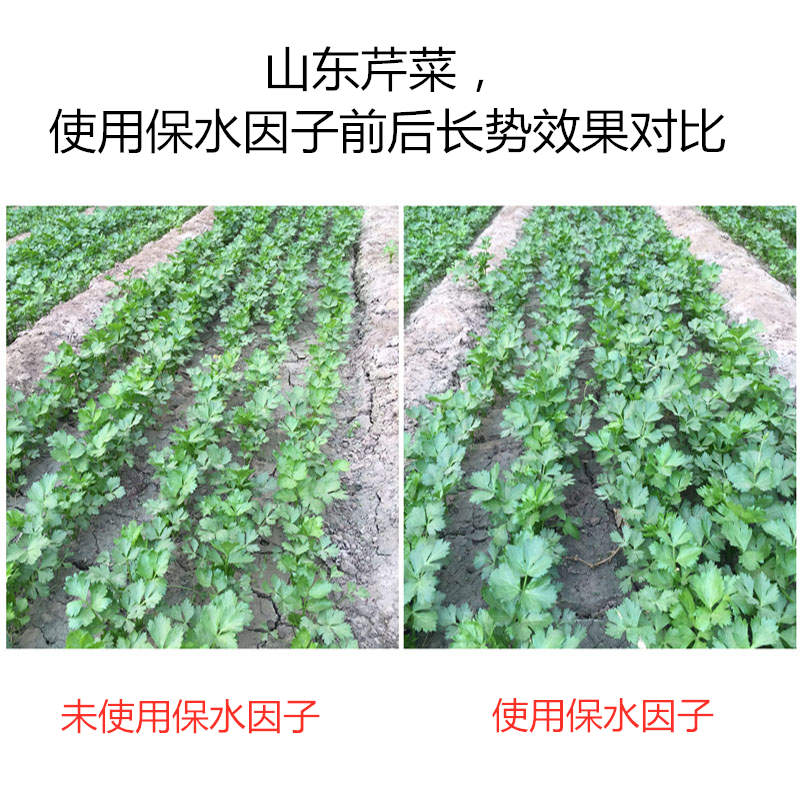 山東芹菜，使用保水因子前后長(zhǎng)勢(shì)效果對(duì)比
