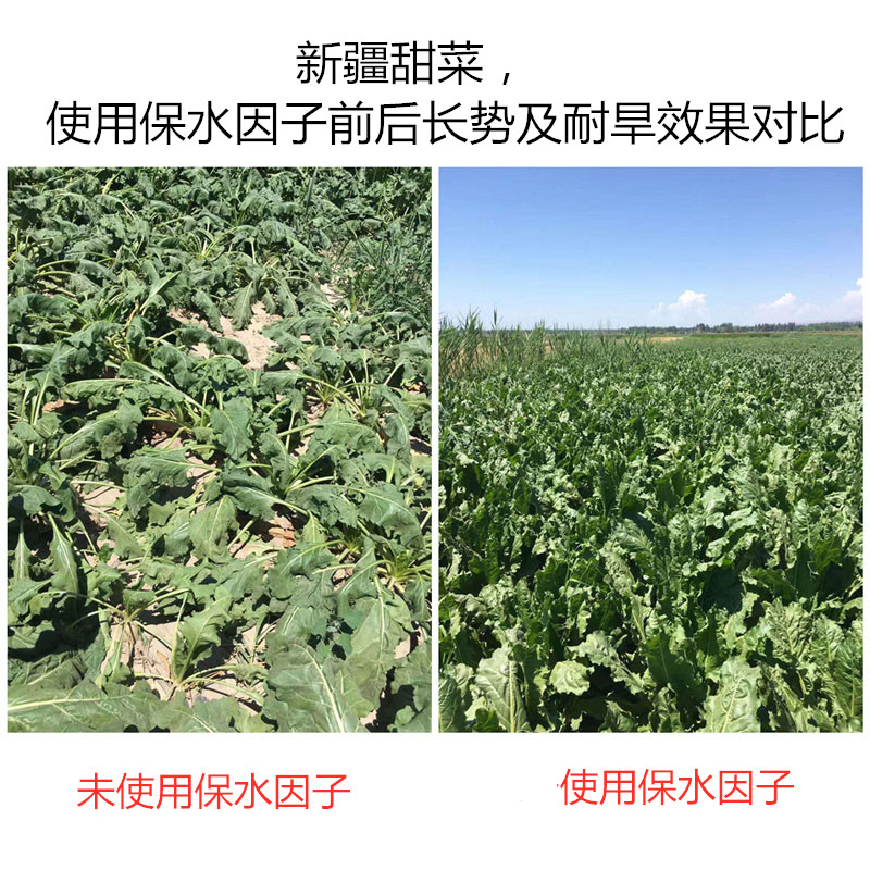 新疆甜菜，使用保水因子前后長(zhǎng)勢(shì)及耐旱效果對(duì)比
