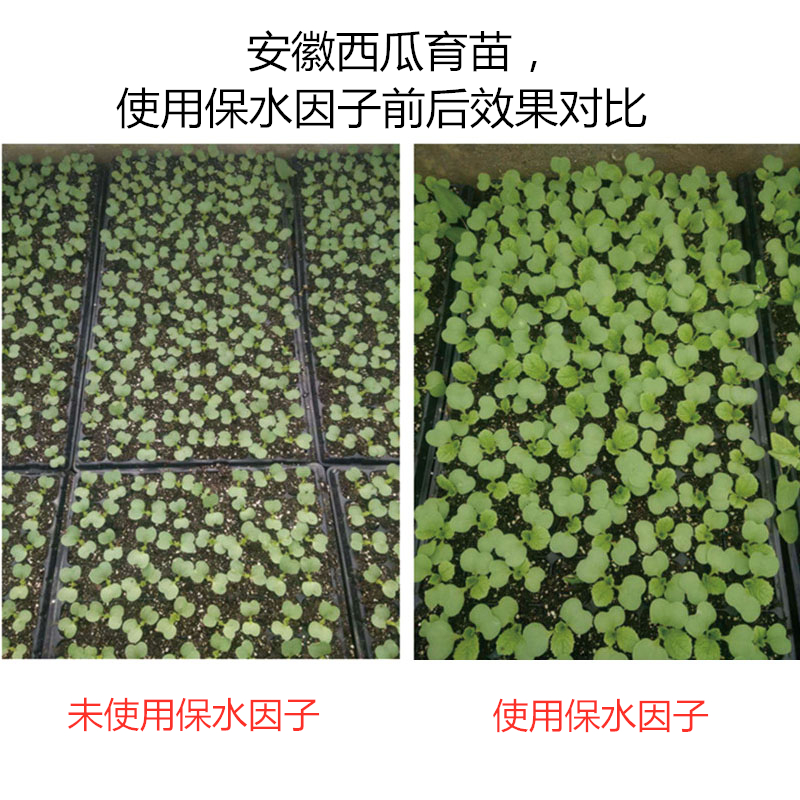 安徽西瓜育苗，使用保水因子前后效果對(duì)比