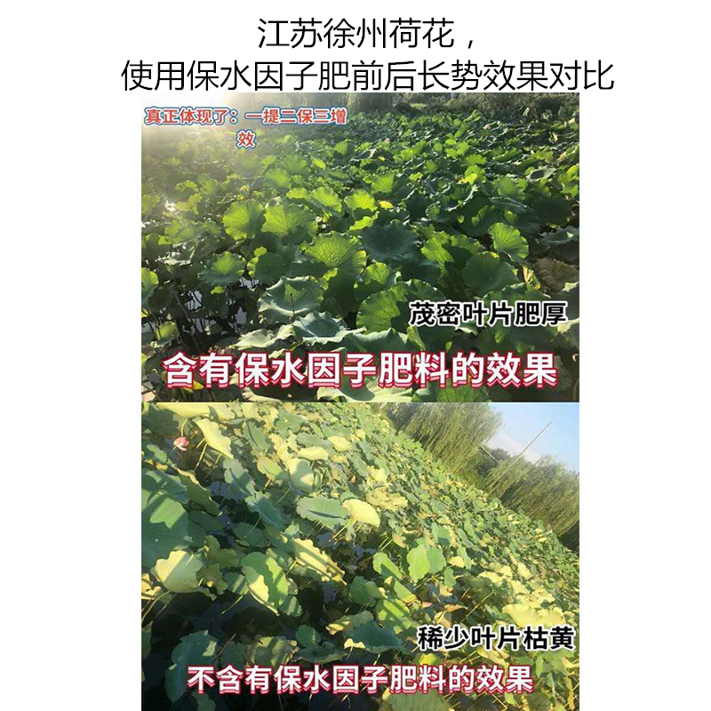 江蘇徐州荷花，使用保水因子肥前后長(zhǎng)勢(shì)效果對(duì)比